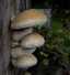 Nyárfa-tőkegomba (Hemipholiota populnea), Duna-Tisza köze